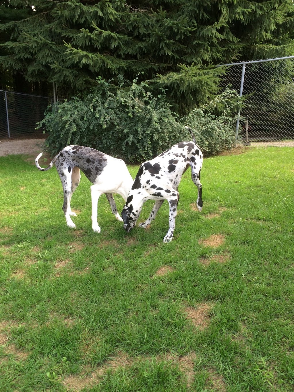 Pawsitive Puppies | 365 Oxford 2, Princeton, ON N0J 1V0, Canada | Phone: (519) 458-8174