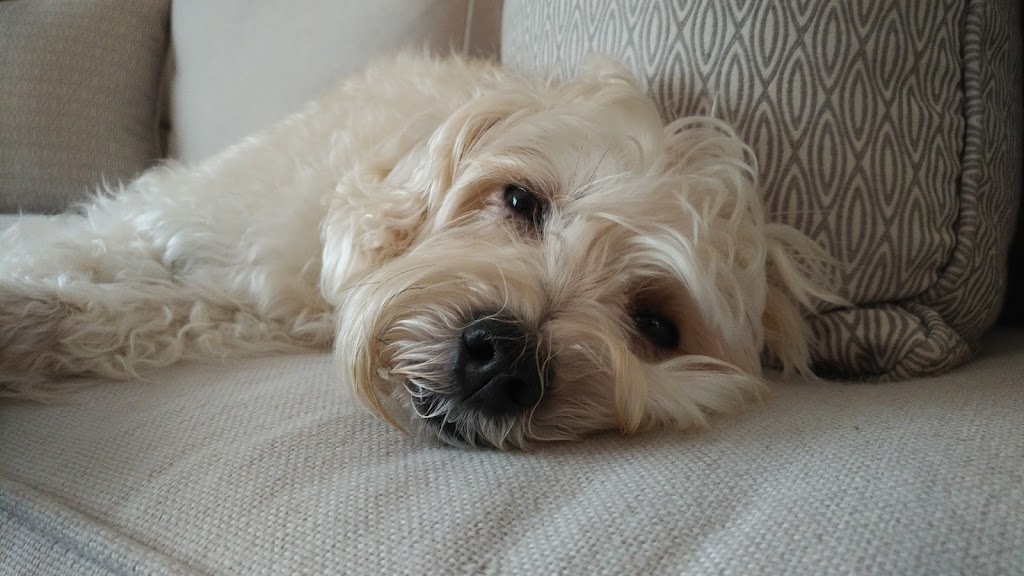 Brelmar Veterinary Clinic | 16525 ON-12, Sunderland, ON L0C 1H0, Canada | Phone: (705) 357-3184