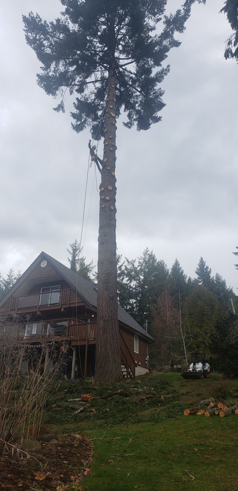 Accure Tree Service | 3484 Osprey Lookout, Nanaimo, BC V9T 4E7, Canada | Phone: (250) 713-9781