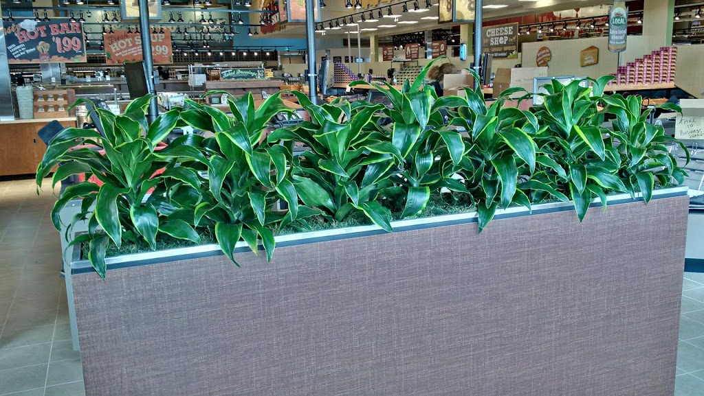 The Plant Lady Inc | 525085 Horn Rd, Woodstock, ON N4S 7V8, Canada | Phone: (519) 748-9388