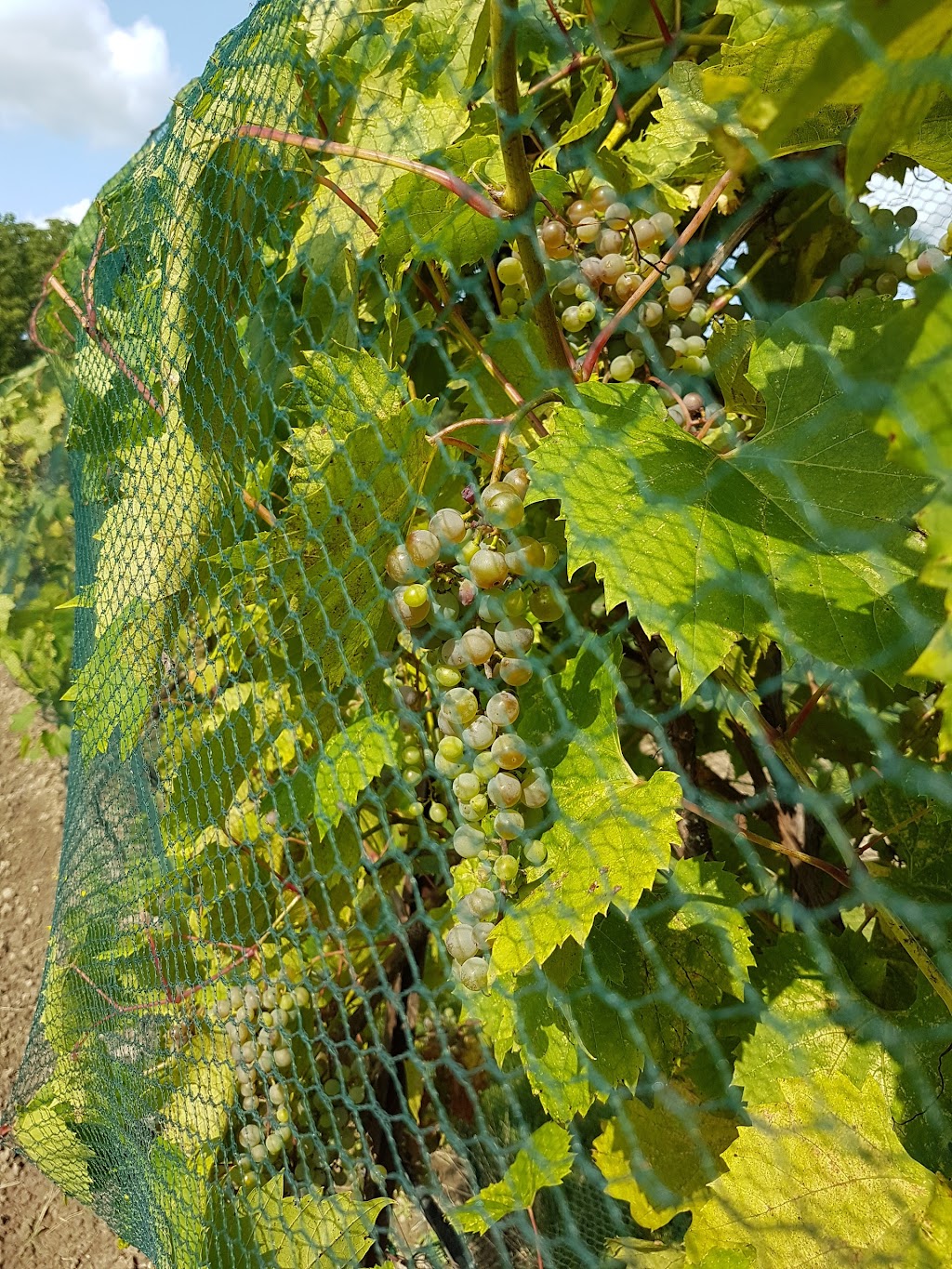 Sugar Woods Experimental Vineyards | 2Y0, 12 Line Rd, Wolfe Island, ON K0H 2Y0, Canada | Phone: (613) 385-2088