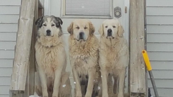 Annie The Pyrenees | 035243 Sideroad 21 & 22, Grand Valley, ON L9W 0H3, Canada | Phone: (519) 278-0860