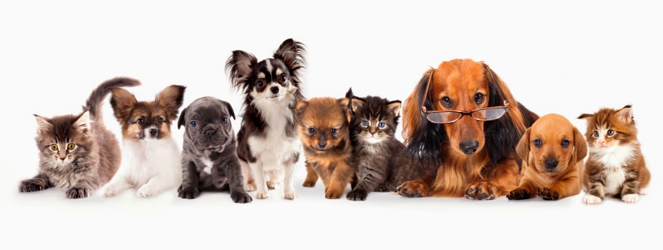 Clearwater Animal Hospital | 1117 Walker Rd, Windsor, ON N8Y 2N8, Canada | Phone: (519) 253-7204