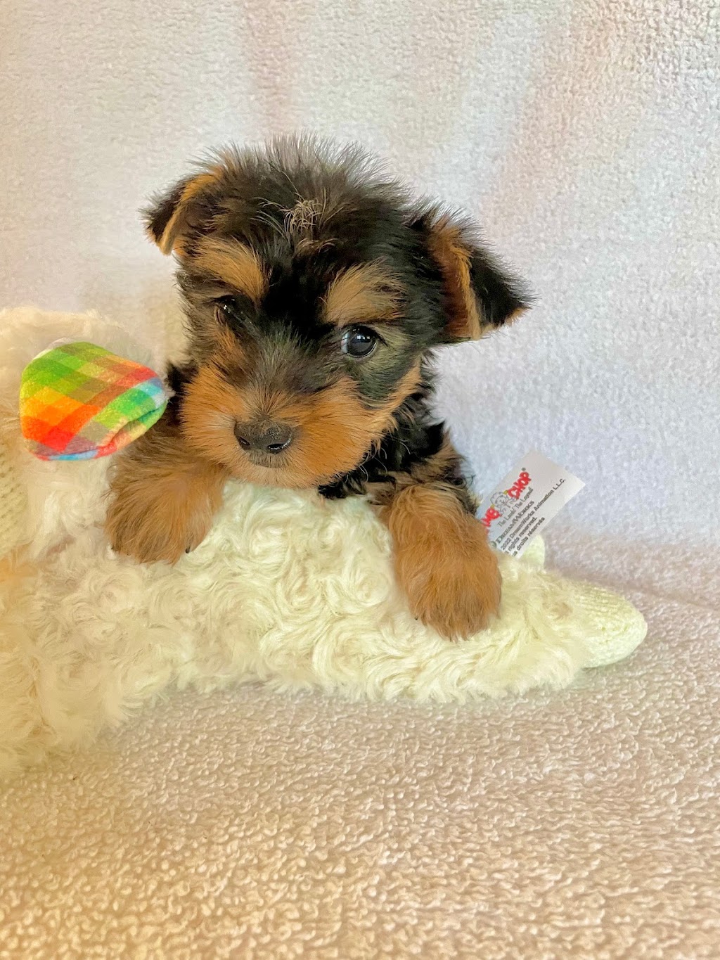 Yorkshire Puddin Pups | 1412 Heritage Rd, Barnwell, AB T0K 0B0, Canada | Phone: (403) 223-8885