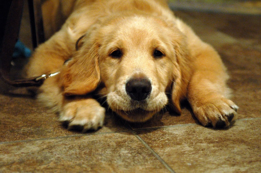 PAWS-ITIVE PUPPIES | 670 Taunton Rd W, Oshawa, ON L1H 7K4, Canada | Phone: (905) 430-3647