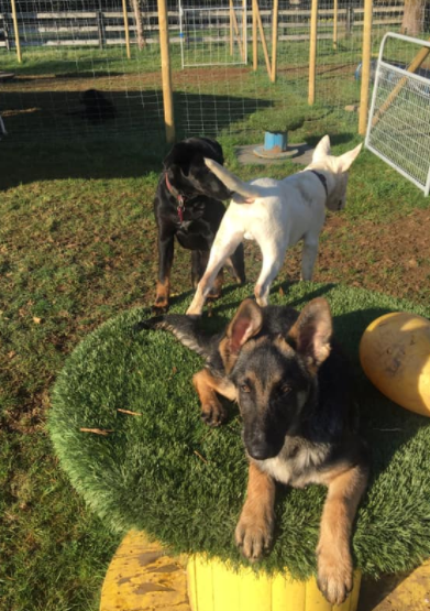 Cedar Ridge Canine | 2521 Townend Rd, Duncan, BC V9L 4L4, Canada | Phone: (250) 710-7525