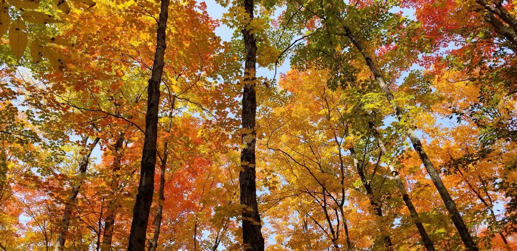 Simcoe Naturopathic Clinic | 2095 10 Line N, Oro-Medonte, ON L0L 1T0, Canada | Phone: (705) 487-7117