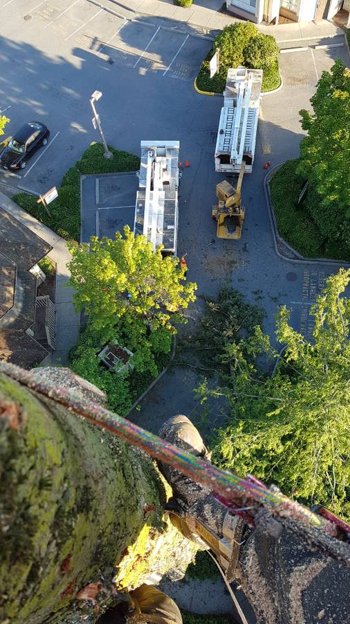 Fields Tree Service Inc. | 34351 Harris Rd, Abbotsford, BC V3G 1R8, Canada | Phone: (778) 838-9720