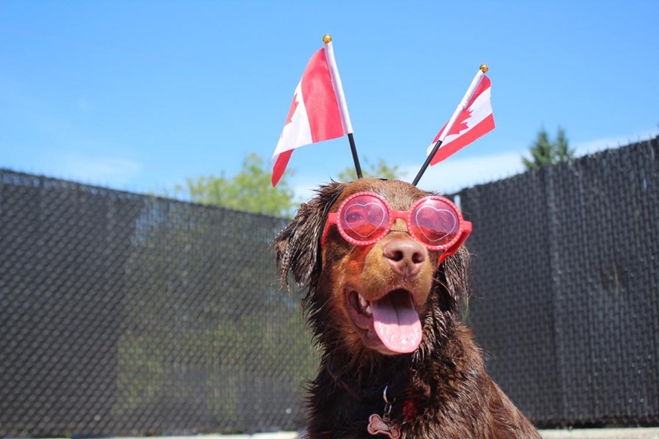 The Dog Patch | 645 Laurier Ave, Port Coquitlam, BC V3E 3G1, Canada | Phone: (604) 942-1166