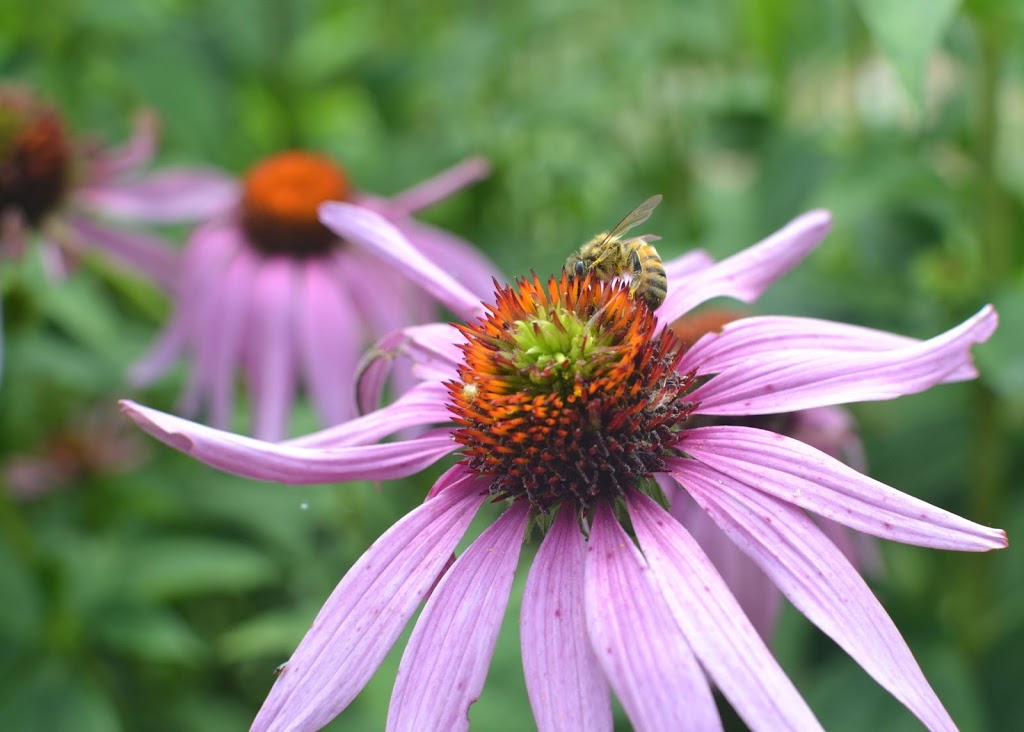 Nith Valley Apiaries Inc. | 1041 Christner Rd, New Hamburg, ON N3A 3K7, Canada | Phone: (519) 662-3165