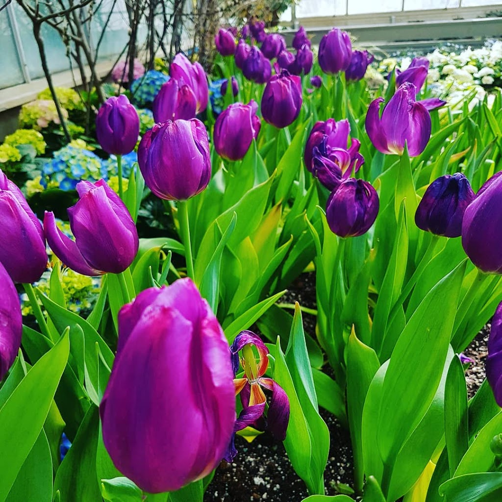 Centennial Park Conservatory | 151 Elmcrest Rd, Etobicoke, ON M9C 3S2, Canada | Phone: (416) 394-8543