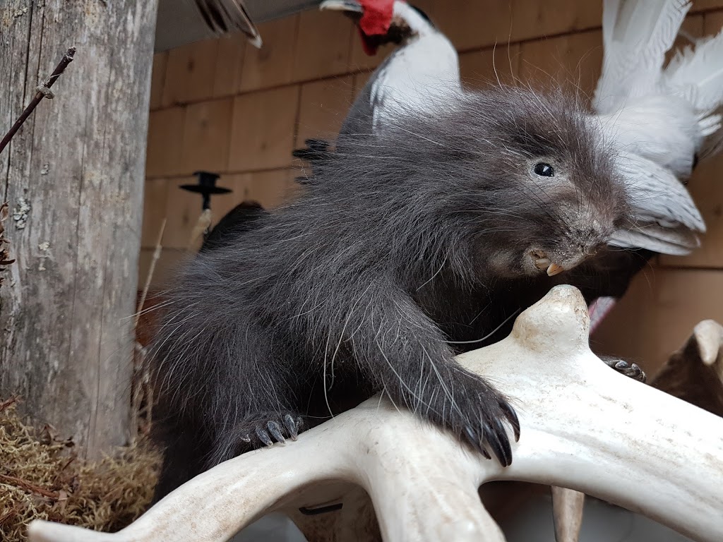 Taxidermie Chez Eric | 279 Rue Principale, Vallée-Jonction, QC G0S 3J0, Canada | Phone: (418) 253-6495