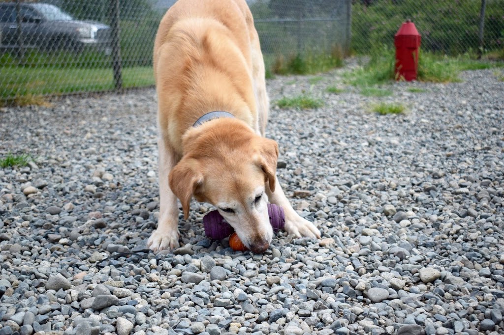 Animal Magic Pet Resort & Spa | 1004 Bellevue Rd, Parksville, BC V9P 2C2, Canada | Phone: (250) 248-8700