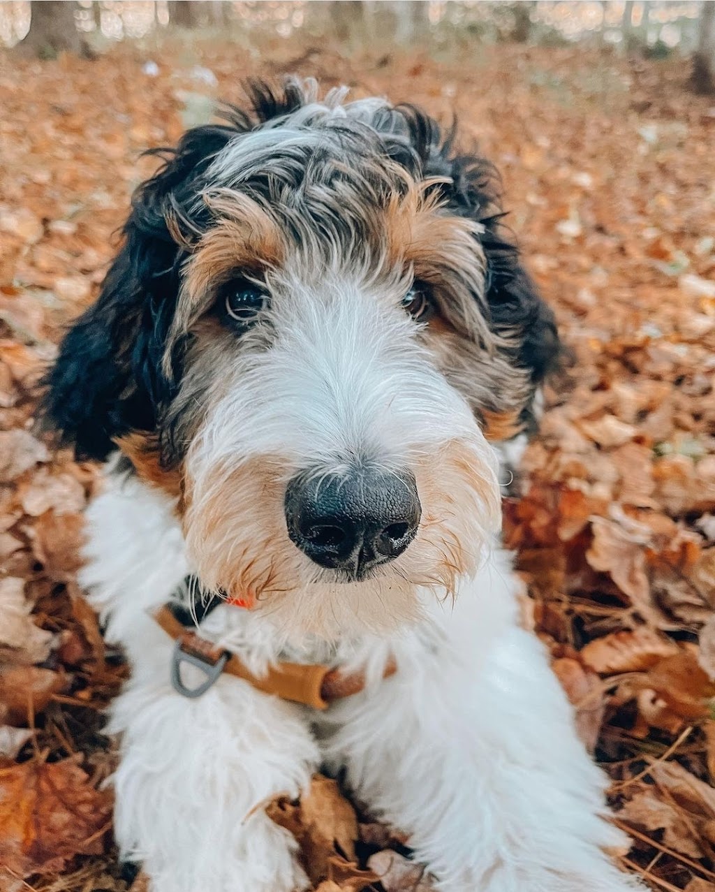Better with a Bernedoodle | Berry Mills Rd, Berry Mills, NB E1G 0M4, Canada | Phone: (506) 227-3191