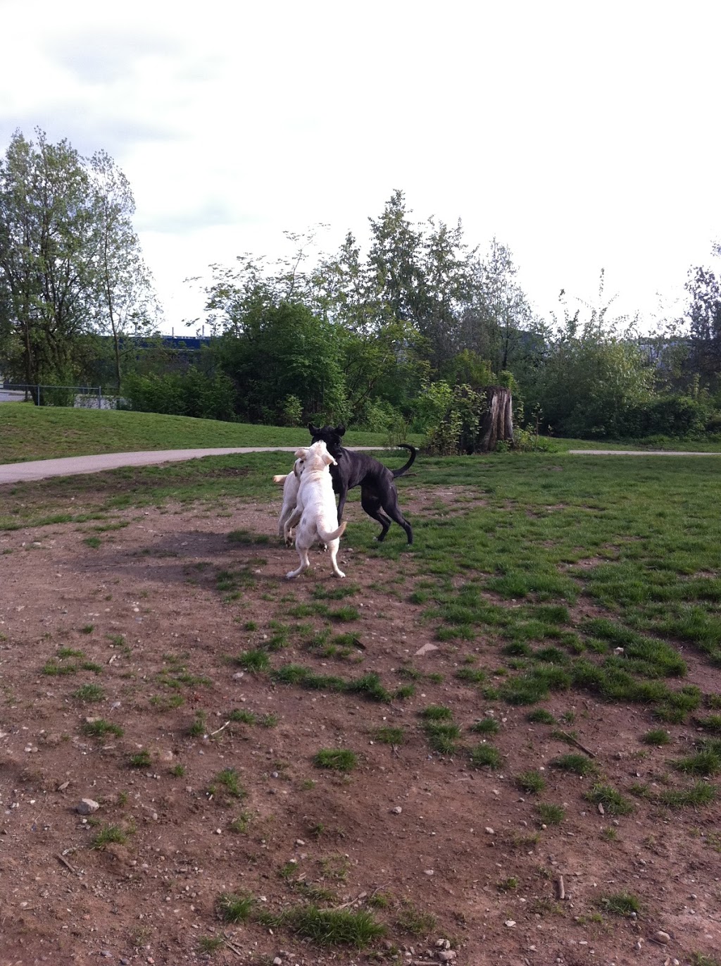 Clayton Dog Off-Leash Park | 7011 188 St, Surrey, BC V4N 3G6, Canada | Phone: (604) 501-5050