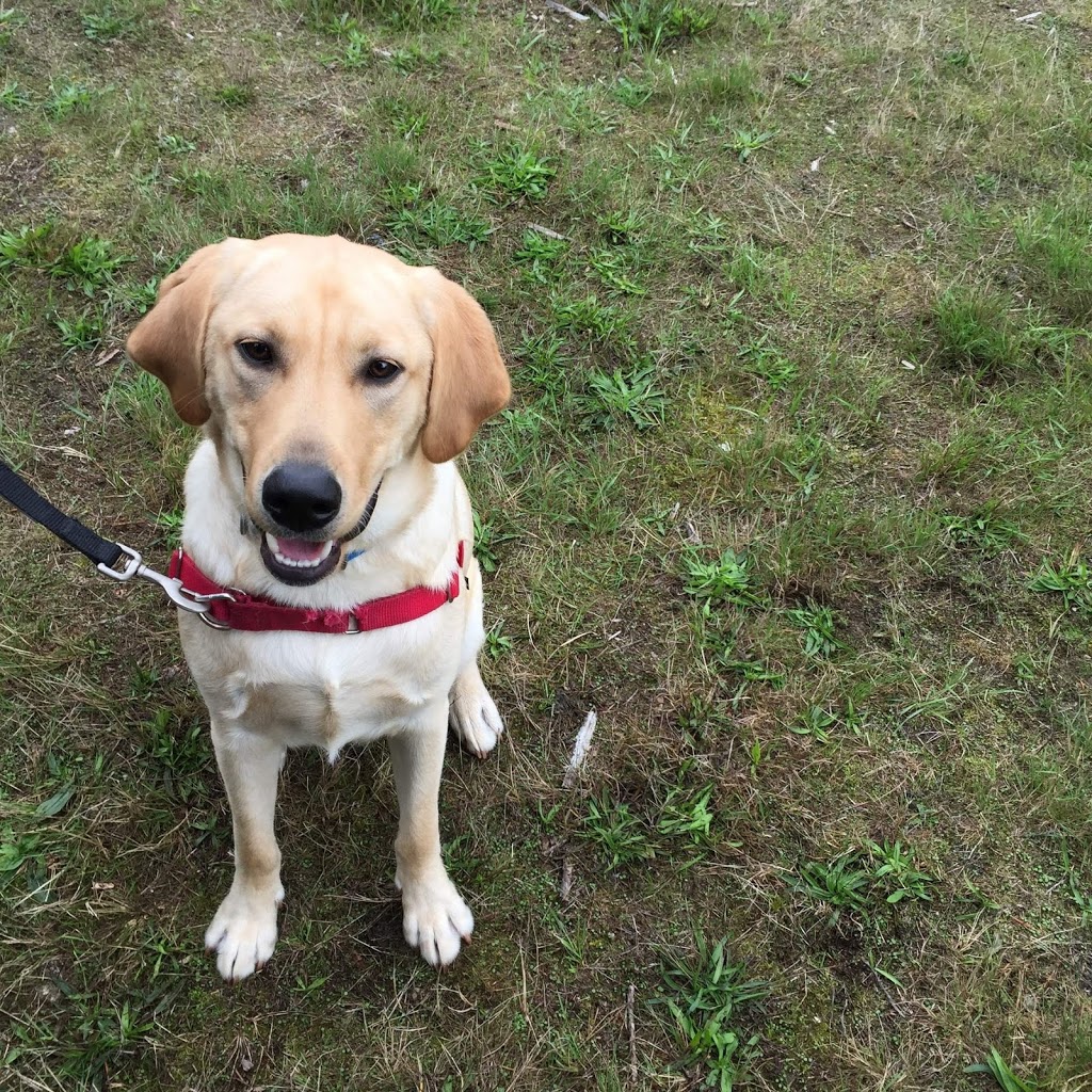 Alpha Dog House Training and Pet Care | 7923 Northwind Dr, Lantzville, BC V0R 2H0, Canada | Phone: (250) 618-1580