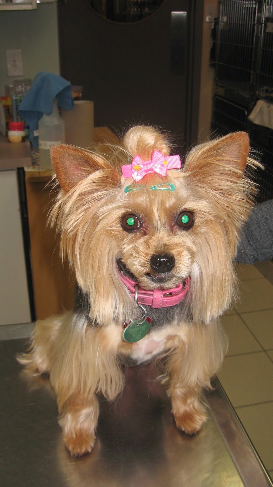 Veterinary Hospital Taché | 345 Boul Alexandre-Taché, Gatineau, QC J9A 1M3, Canada | Phone: (819) 777-5583