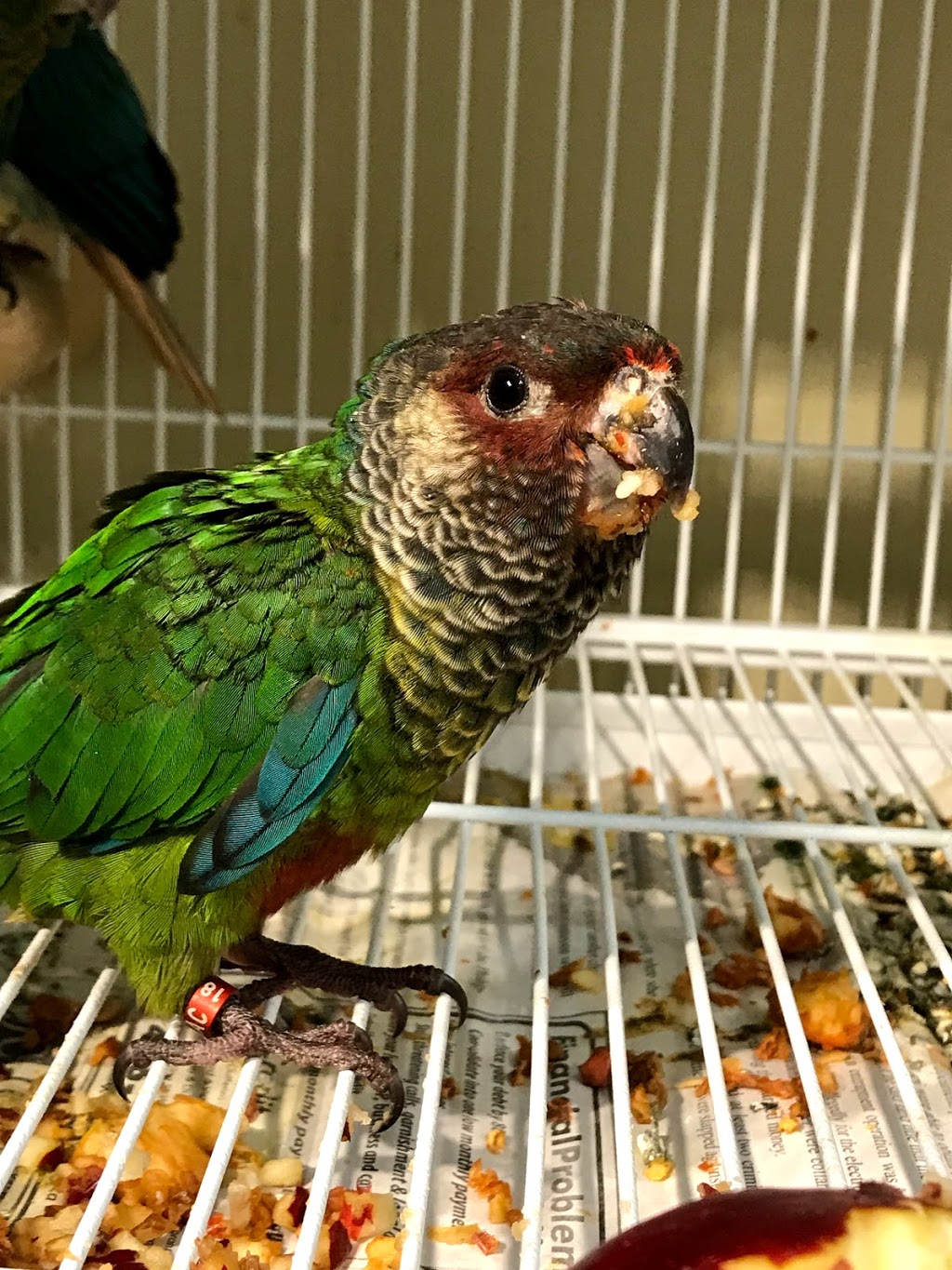Pet O Pets - Burlington | Millcroft Shopping Centre, 2020 Appleby Line, Burlington, ON L7L 6M6, Canada | Phone: (844) 738-6738