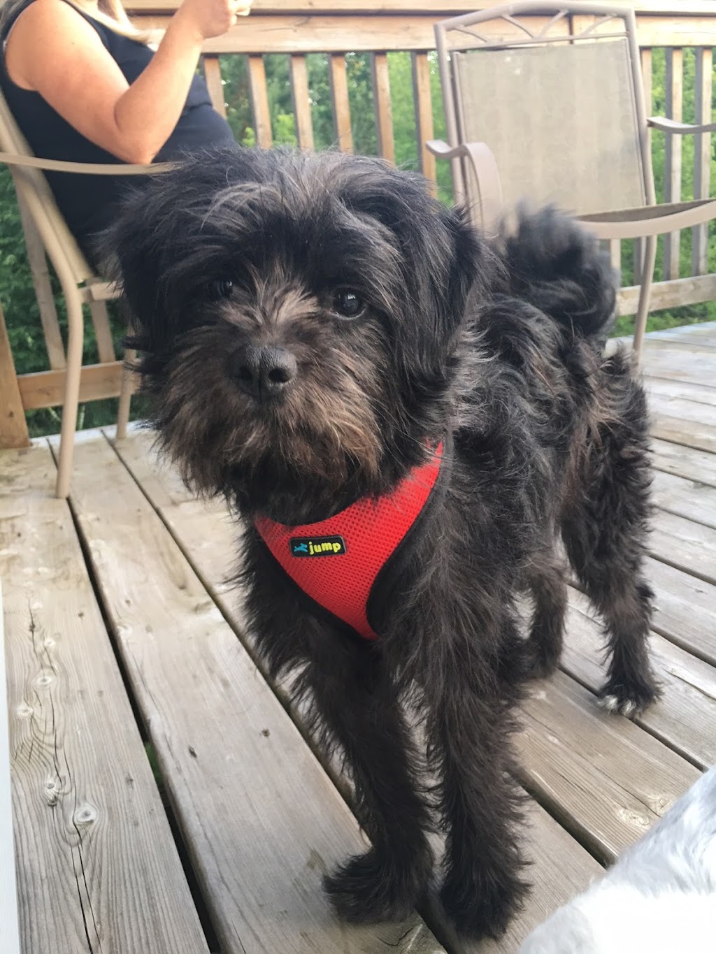 Sunset Strip Veterinary Clinic | 202421, ON-21, Owen Sound, ON N4K 5N7, Canada | Phone: (519) 371-2030