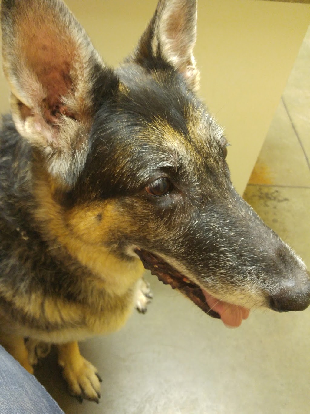 Victoria Road Animal Hospital | 222 Victoria Rd S, Guelph, ON N1E 5R1, Canada | Phone: (519) 763-9990