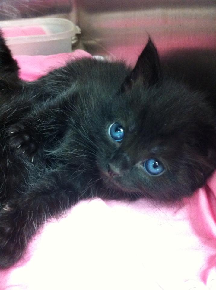 Surrey Animal Hospital | 7135 138 St, Surrey, BC V3W 7T9, Canada | Phone: (604) 592-2181