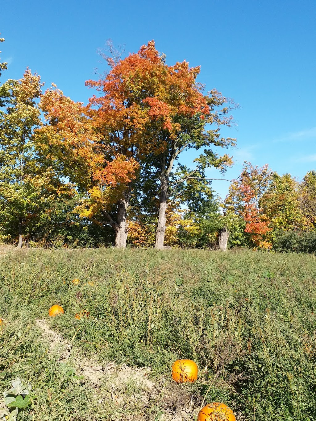 Downeys Apple Farm | 13707 Heart Lake Rd, Inglewood, ON L7C 2K7, Canada | Phone: (905) 838-4777