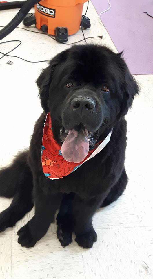 Darling Dogs Grooming | 1096 Main Rd, Shearwater, NS B0J 3A0, Canada | Phone: (902) 407-2435