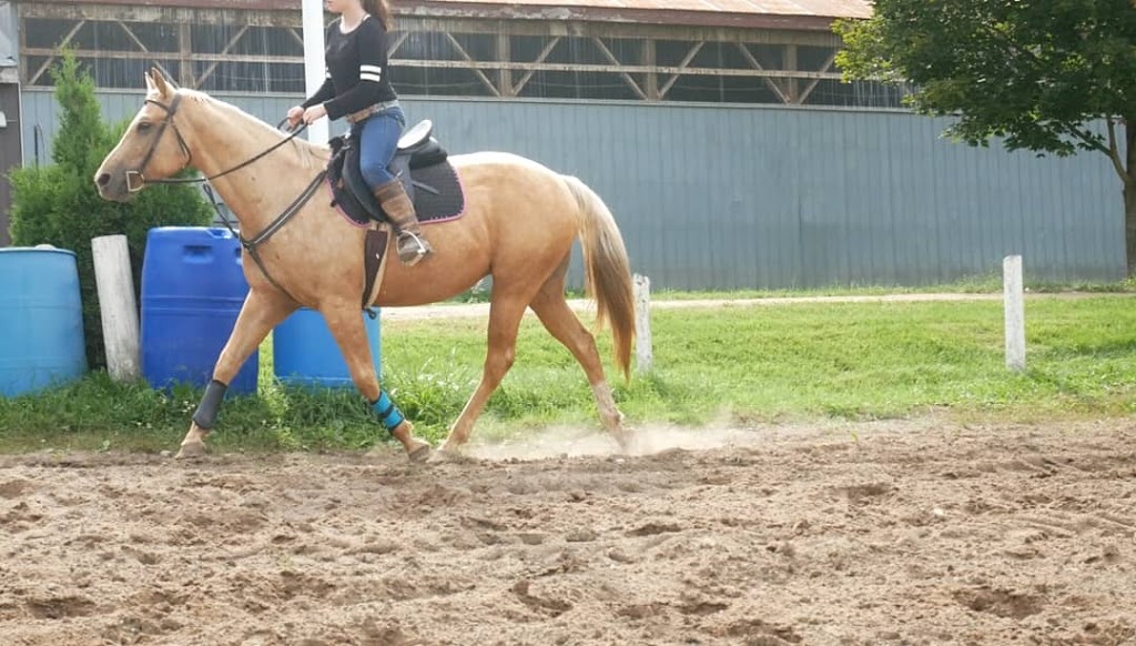 Ponies R Us | 1078 Campbellville Rd, Milton, ON L0P, Canada | Phone: (905) 854-7669