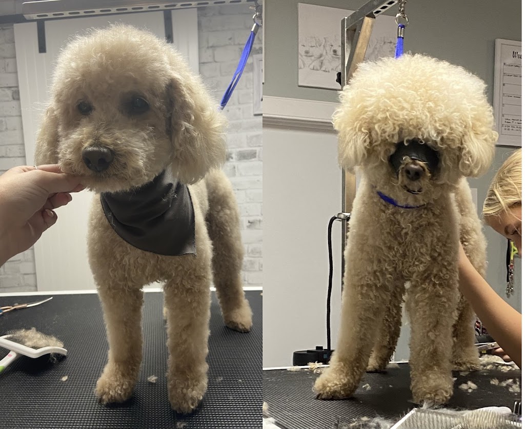 Dainty Dogs Spa Ltd. | 206 21252 Twp Rd 540, Ardrossan, AB T8G 2A1, Canada | Phone: (780) 243-7701