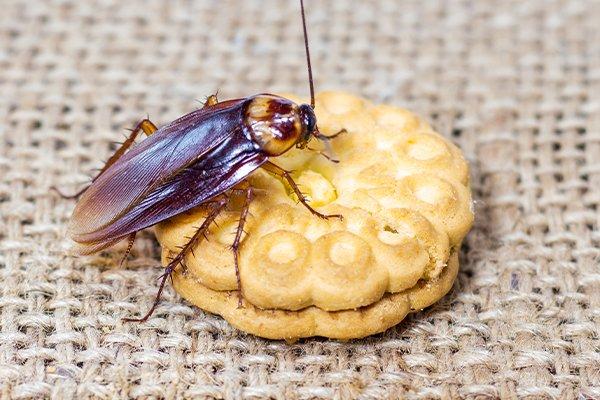 Active Pest Control Surrey/Langley | 8969 146 St, Surrey, BC V3R 3S7, Canada | Phone: (778) 695-7777