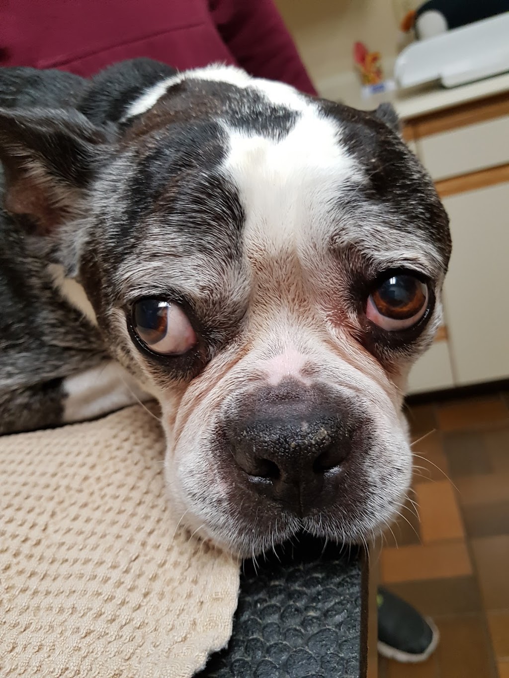 Norwood Veterinary Services | 4248 Hwy 7, Norwood, ON K0L 2V0, Canada | Phone: (705) 639-2333