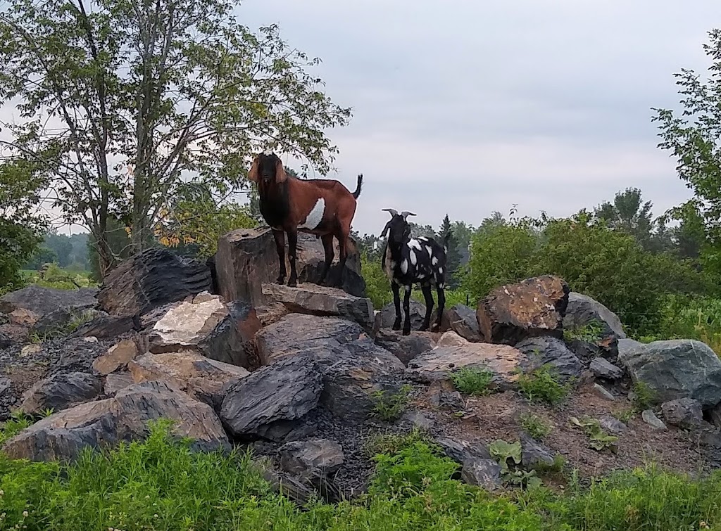 Fromagerie Cornes et Sabots | 641 Rang de lAnge Gardien, Notre-Dame-de-Stanbridge, QC J0J 1M0, Canada | Phone: (438) 494-8831