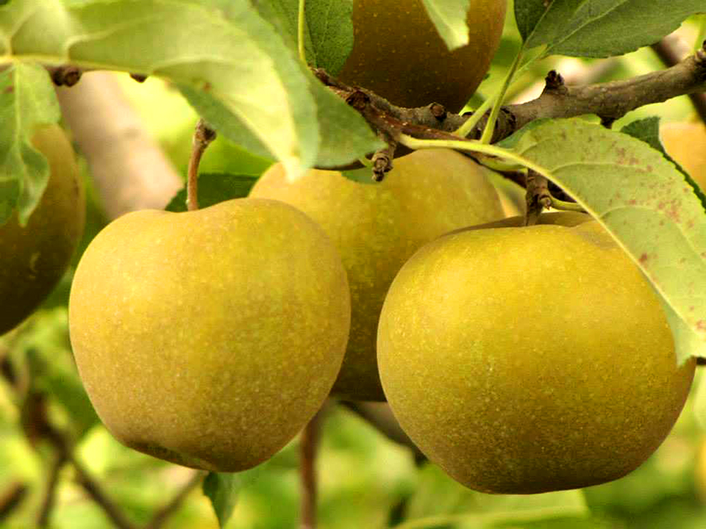 Sunrise Orchards Inc. | 9188 Townsend Line, Arkona, ON N0M 1B0, Canada | Phone: (519) 828-3466