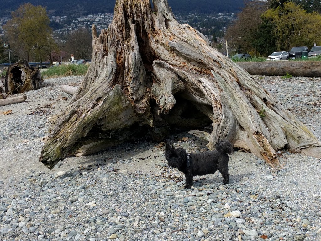 Ambleside Park | West Vancouver | 1150 Marine Dr, West Vancouver, BC V7T 1B1, Canada | Phone: (604) 925-7275