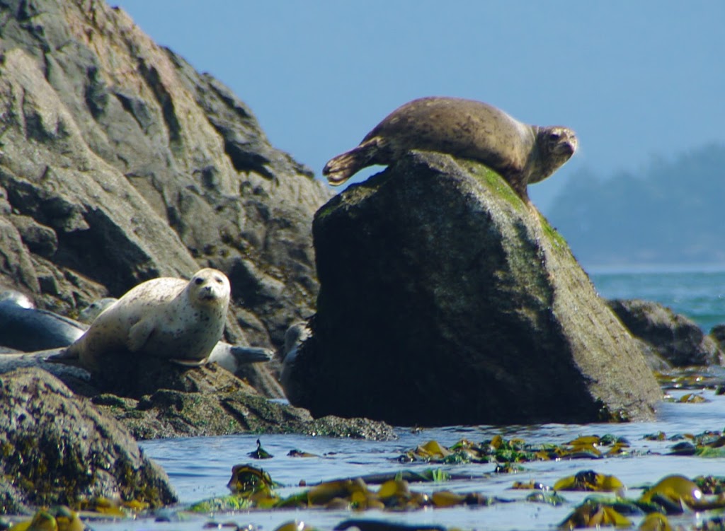 Anacortes Kayak Tours | 2009 Skyline Way, Anacortes, WA 98221, USA | Phone: (360) 588-1117
