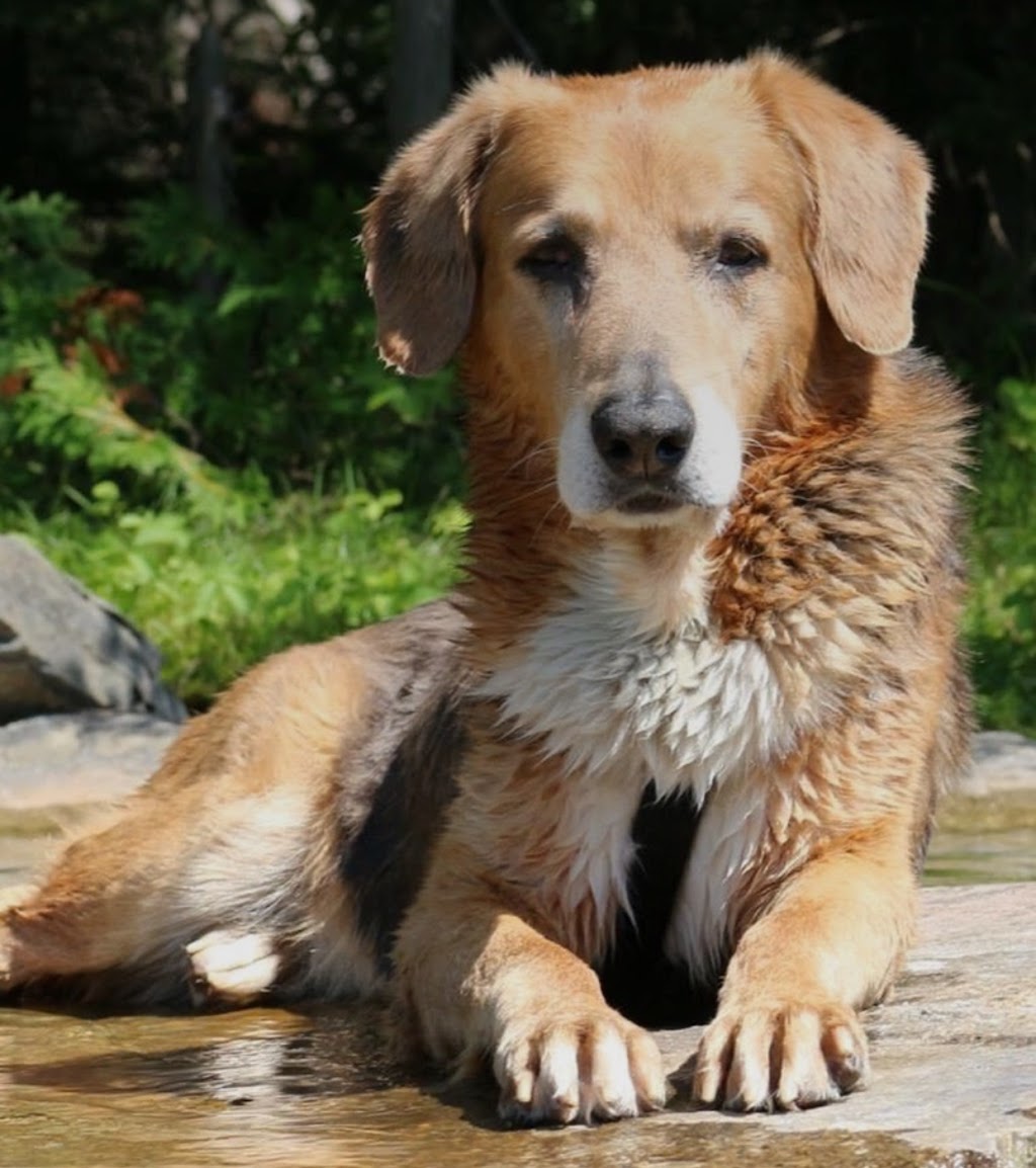 Pickering Animal Hospital | 1450 Kingston Rd, Pickering, ON L1V 1C1, Canada | Phone: (905) 420-1734