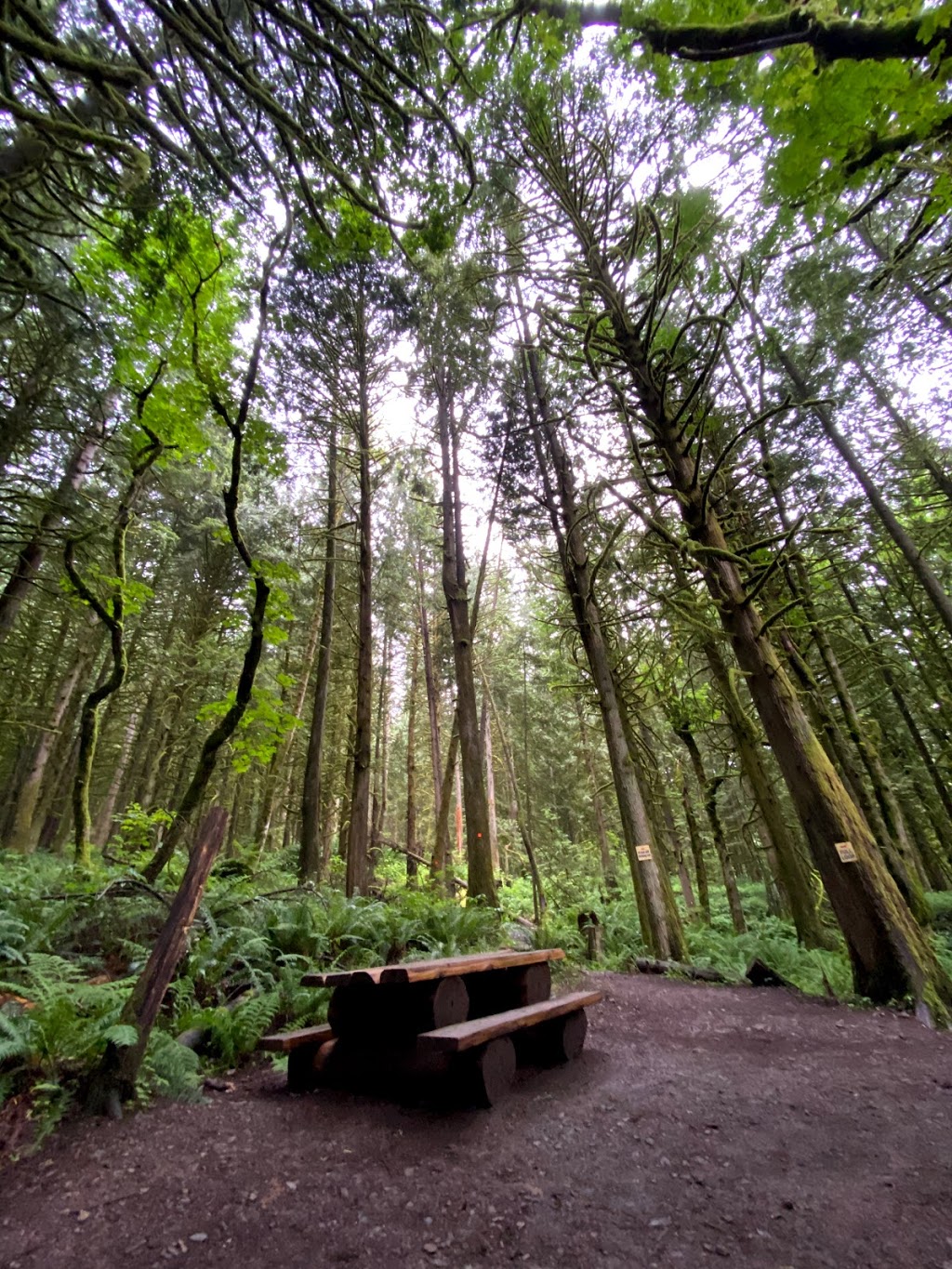 Chilliwack Community Forest | 51642 Allan Rd, Chilliwack, BC V4Z 1L2, Canada | Phone: (604) 793-2904