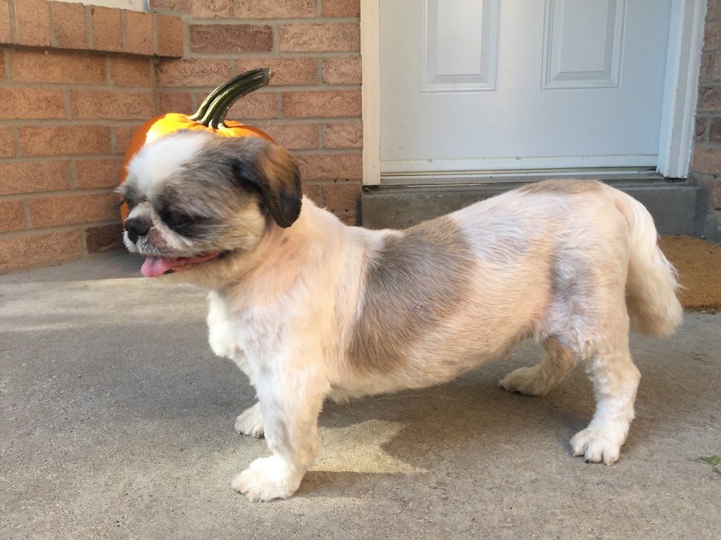 Fur-Style Dog Grooming | 5970 16th Ave #106, Markham, ON L3P 7R1, Canada | Phone: (905) 554-9258