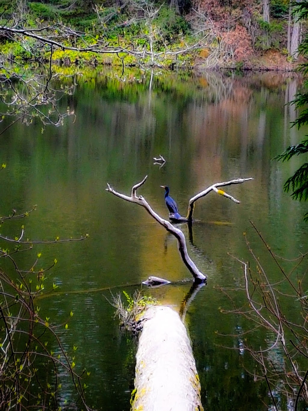 Thetis Lake Regional Park | View Royal, BC, Canada | Phone: (250) 360-3030