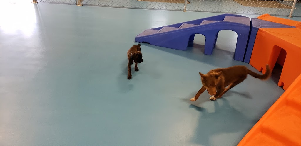 HoundAway Daycare and Boarding | 445 Hardy Rd Unit 4, Brantford, ON N3T 5L8, Canada | Phone: (519) 750-0770