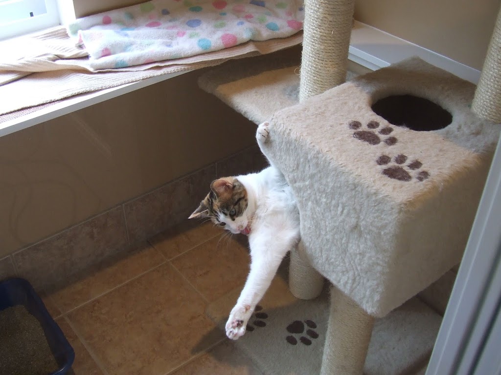 Cat Utopia | 7424 185 St, Surrey, BC V4N 6C2, Canada | Phone: (778) 571-1024