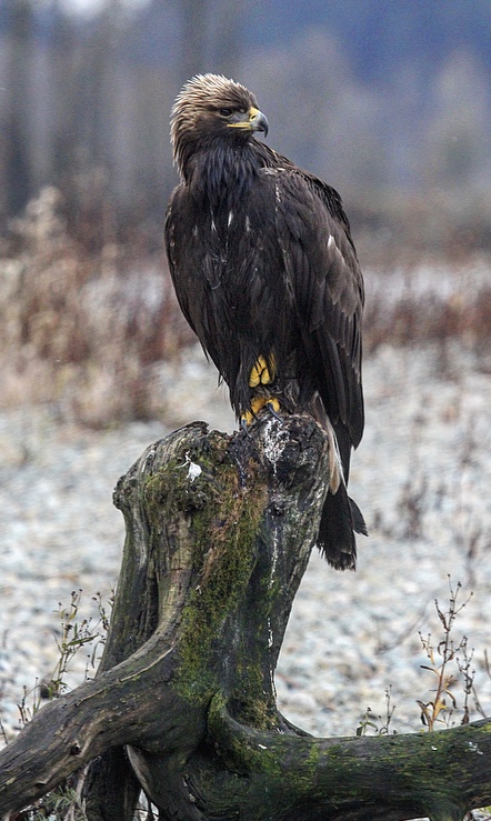 Harrison Eco Tours | 100 Esplanade, Harrison Hot Springs, BC V0M 1K0, Canada | Phone: (604) 316-4460