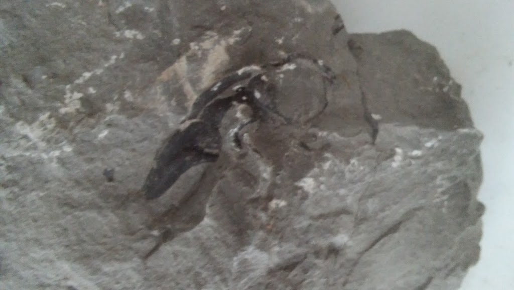 Hamburg Natural History Soc | 3556 Lake Shore Rd, Blasdell, NY 14219, USA | Phone: (716) 826-0788