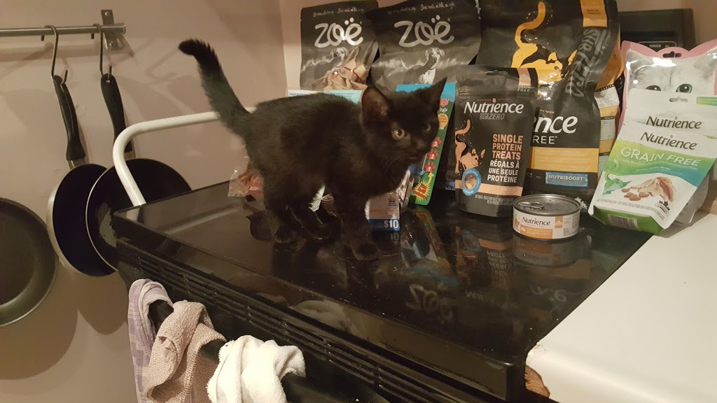 PetSmart | 507 Lakeshore Rd E, Mississauga, ON L5G 1H9, Canada | Phone: (905) 278-0101