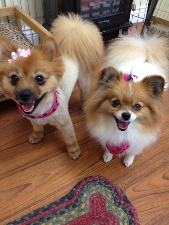 Danielles Dog Grooming Studio | 36675 Dawson Rd, Abbotsford, BC V3G 2L1, Canada | Phone: (604) 996-1213