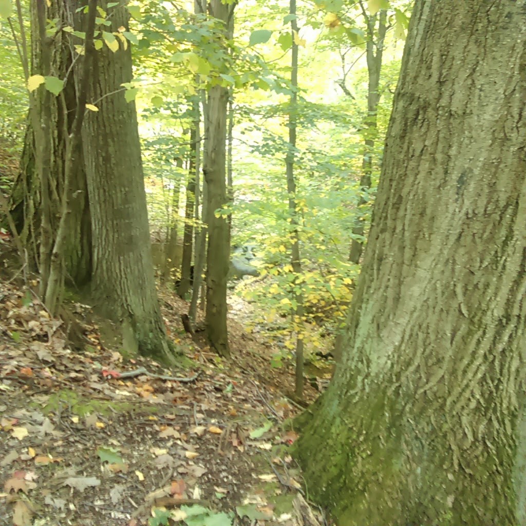 Chestnut Ridge Park Eternal Flame Trail | Chestnut Ridge Rd, Orchard Park, NY 14127, USA