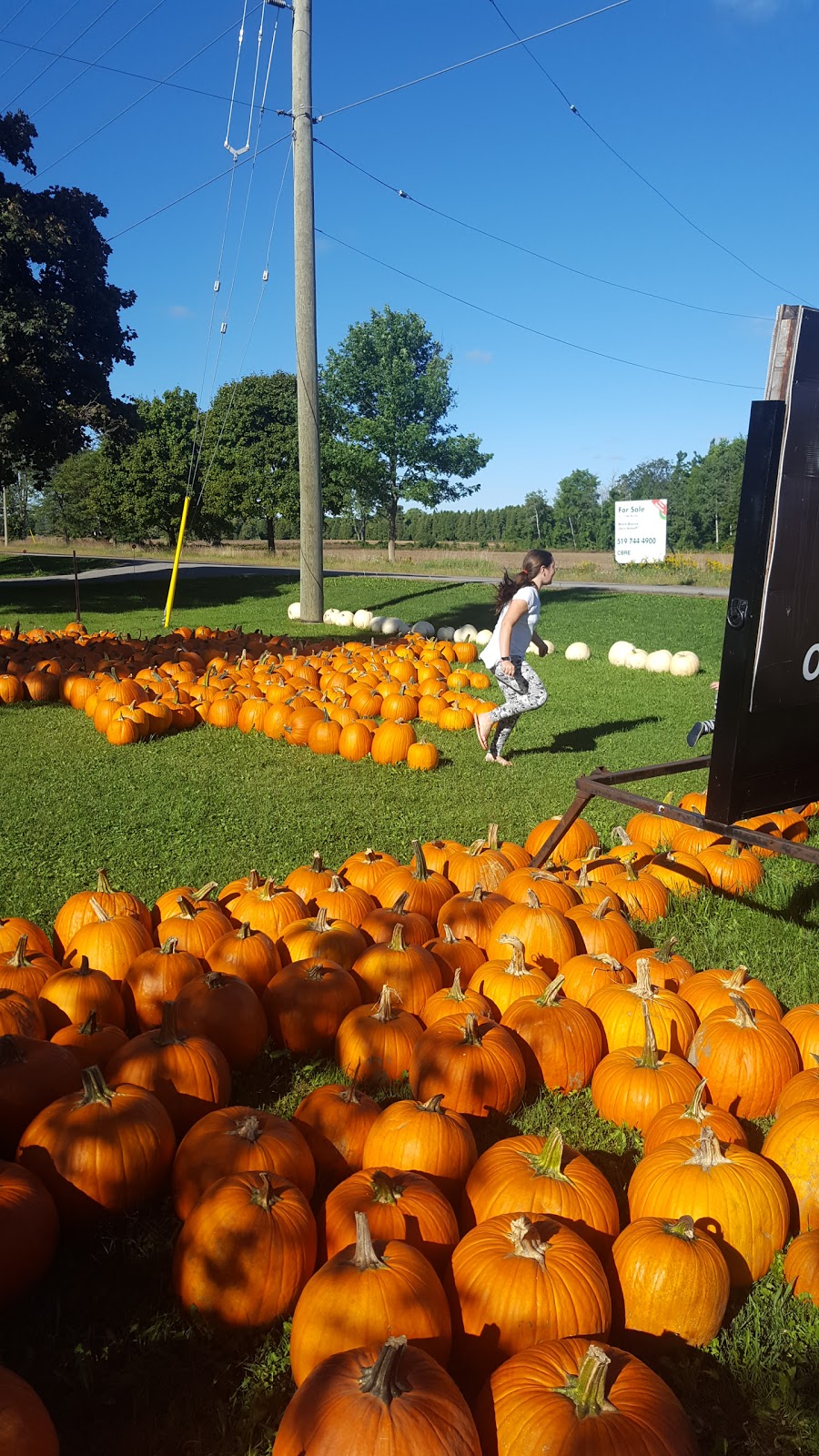 TJs Farm Fresh | 3010 Kossuth Rd, Cambridge, ON N3H 4R7, Canada | Phone: (519) 650-1007