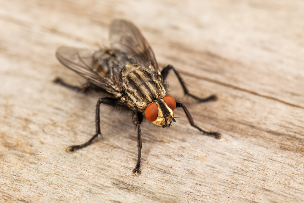 Bolton Pest Kings Wildlife Removal & Pest Control | 15 Shore St, Bolton, ON L7E 4T7, Canada | Phone: (905) 406-0547
