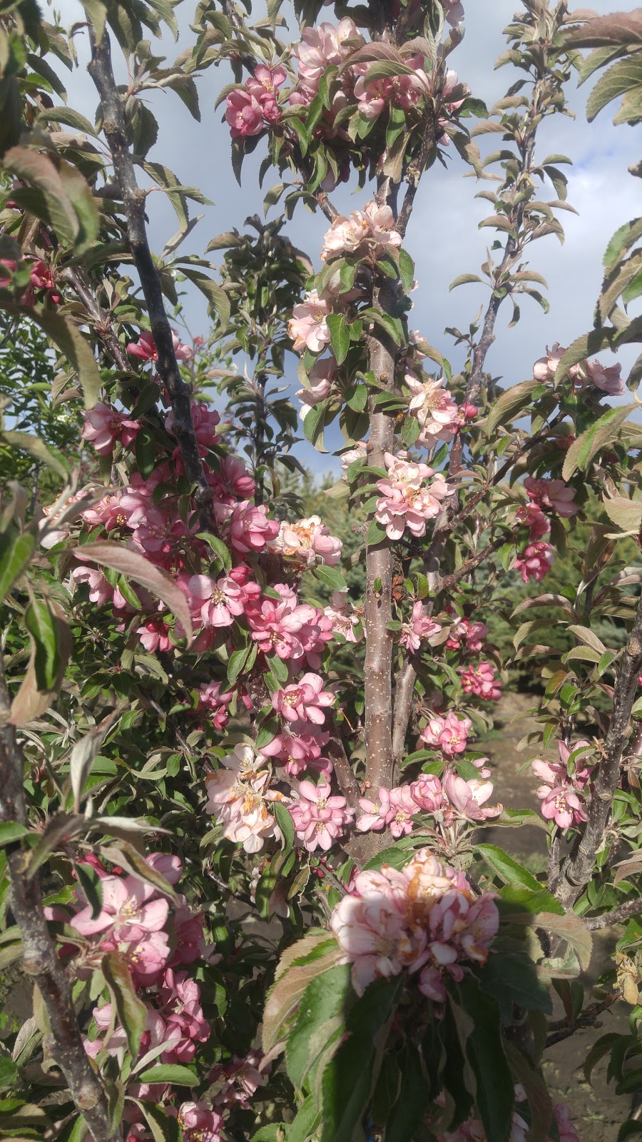 5 Star Trees LTD. | Foothills County, AB T0L 0A0, Canada | Phone: (403) 256-2089