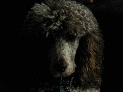 OBrien House Bed & Breakfast | 39 Glenaire Mews, Kingston, ON K7M 7L3, Canada | Phone: (613) 542-8660